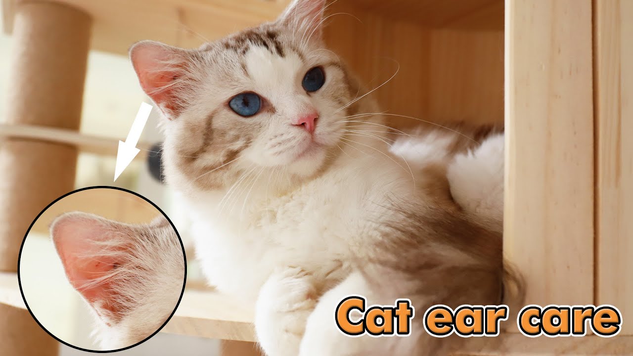 Funny Cat 猫咪的耳朵护理。 Cat ear care. YouTube