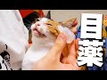 目が腫れて涙が止まらない子猫に目薬をさします