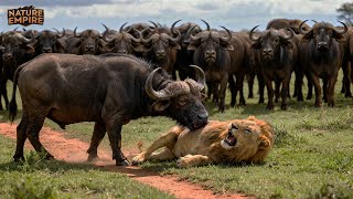 SAVANA BERDARAH | Perang Abadi Antara Kerbau, Singa dan Hiena (Film Dokumenter Lengkap)