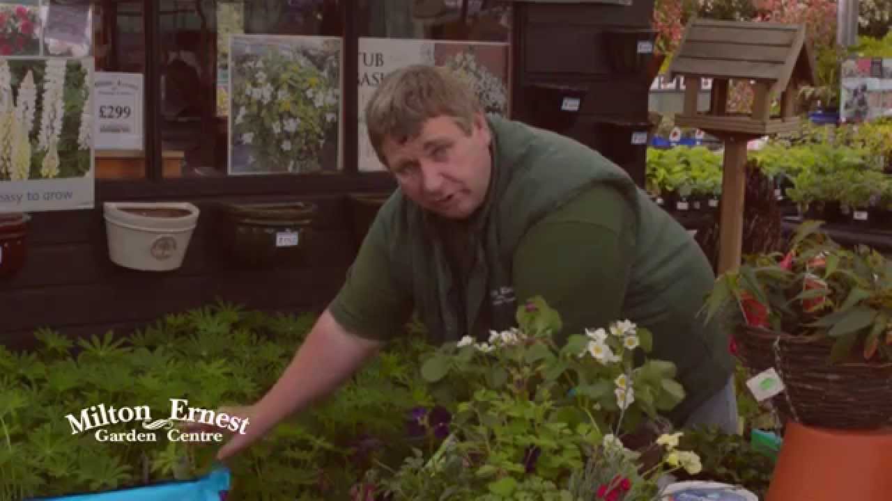 Hanging Baskets YouTube