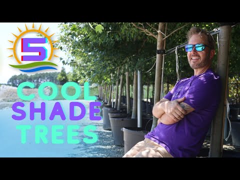 Video: Best Shade Trees Northeast Region: Plantera New England Shade Trees