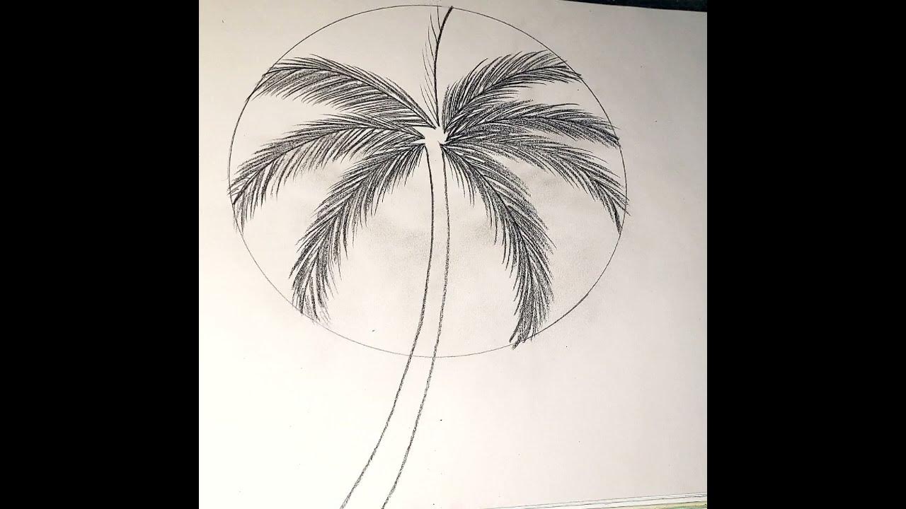 How to draw Coconut tree step by step easy drawing with Pencil