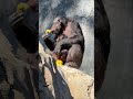 Great Ape Babies at the L.A. Zoo!