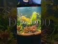 100 Day Before & After Aquarium Transformation 😳 #aquarium #fishtank #aquascape #fish #viral