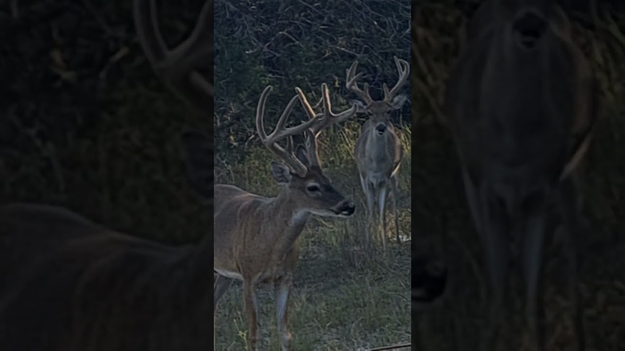 White-tail buck month 4.2 antler growth. See previous shorts.  