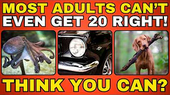 ONLY SENIORS WITH HIGH IQ CAN GET 20 IN THIS HARD QUIZ! Think You Can Score Higher?