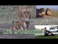 Jaredflores  life is beautiful by vega4vevo from disneynatures african cats