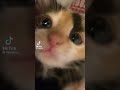 #cat #cute #fyp #viral #foryou #trending #tiktokreupload #notmine #credittoowner
