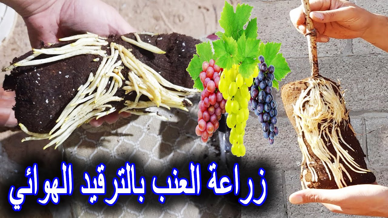 الإكثار من أشجار العنب بالترقيد الهوائي للعنب | Grapevine Air Layering