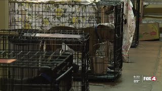 Charlotte County Animal Welfare League struggling with overcrowding