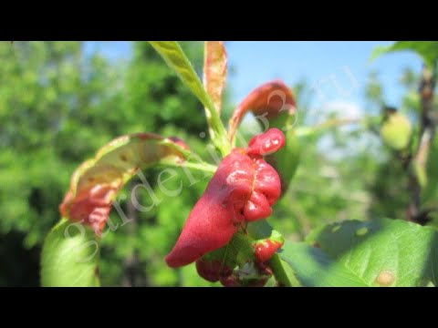 &#55356;&#57169;Болезни листьев персика Курчавость