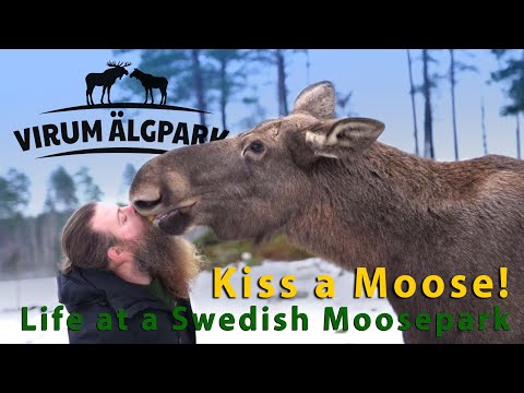 Life at Virum Moosepark S01E03