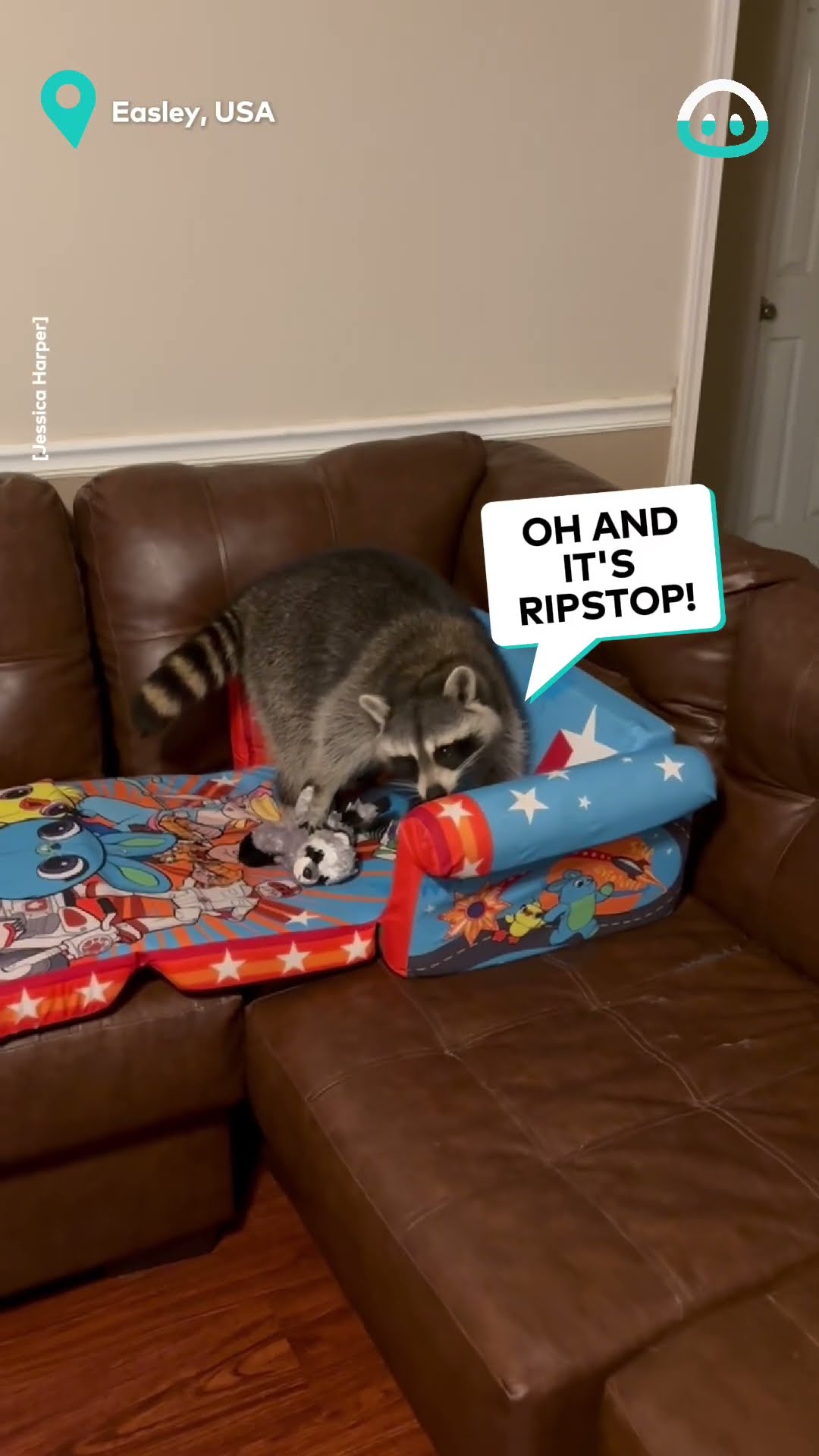 Raccoon Gets New Couch Bed || ViralHog