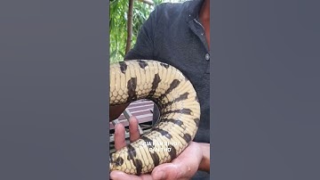 "Vua rắn ri voi" Cần Thơ | Kỹ thuật nuôi rắn ri voi | Chuyện nhà nông