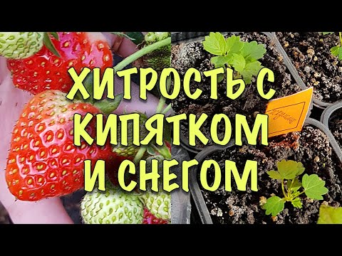 НЕ БОЙТЕСЬ выращивать КЛУБНИКУ ИЗ СЕМЯН! Сделайте ТАК и ВСХОДЫ БУДУТ!