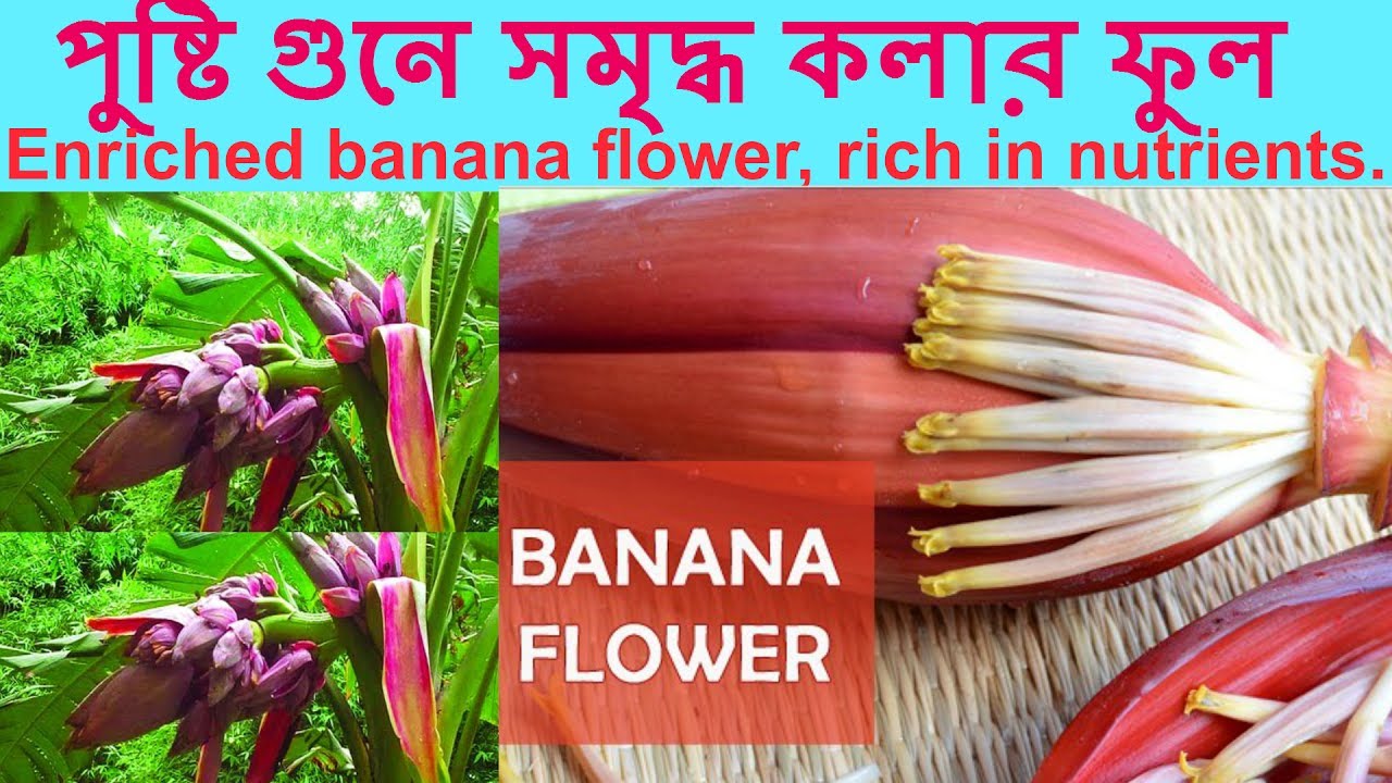 kalar mocha ghontoBanana BlossomNeutricious of banana flowerপুষ্টি