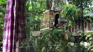 White-rumped shama songster/Murai Batu/Murai Cherang/Suara Burung