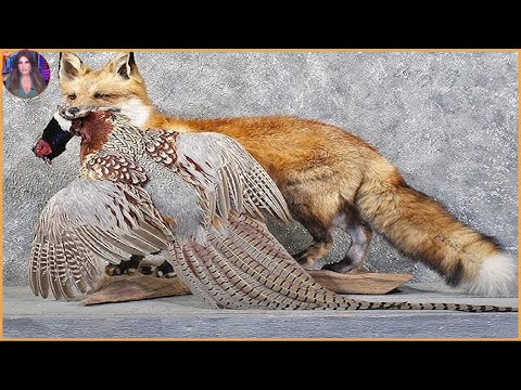 15 Brutal Hunting Moments Performed By Clever Foxes. #Part1 | Pets House