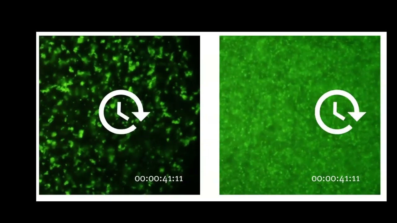 2FX Complex in Action – Clustering of Bacteria Under the Microscope