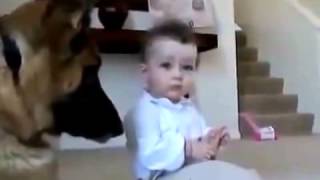 Смешное видео. Ребенок забирает у собаки еду Смешное видео. Ребенок забирает у собаки еду
