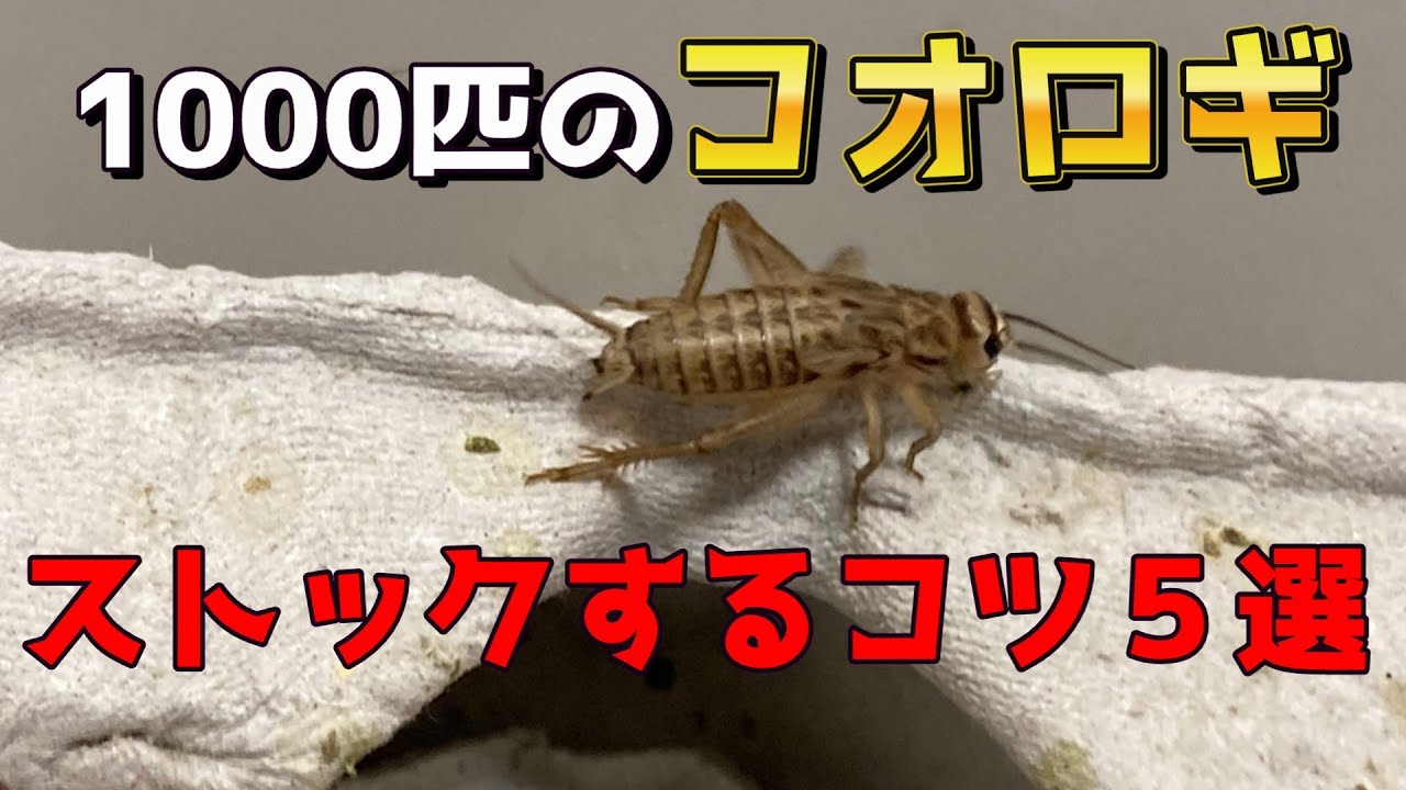１ヶ月半に１度１０００匹のコオロギを購入した時にやってるストックのコツ５選発表します