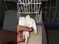 so Cute #birds #musicbusiness #nonstoptalkingparrot #talkingparot #musicentertainment