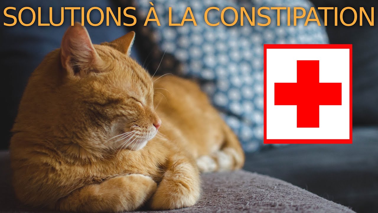 Comment Soigner Un Chat Constipe 9 Solutions Sans Ordonnance Youtube