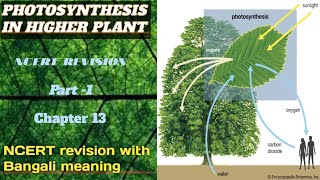 Photosynthesis in higher plants class 11 neet//photosynthesis //NCERT revision with Bangali meaning