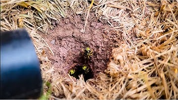 5,000 Yellow Jackets Wasps UNDERGROUND! Un-Cut FULL Removal! ASMR