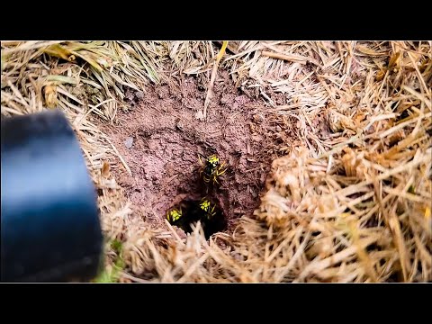 5,000 Yellow Jackets Wasps UNDERGROUND! Un-Cut FULL Removal! ASMR