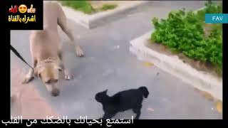 جمال القطه في الدفاع عن صاحبها