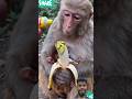 🐒🍌Bandar Ne Khayi Tez Mirchi 🌶️😂 | Funny Monkey Reaction video #bandar #funnymonkey #viralvideo