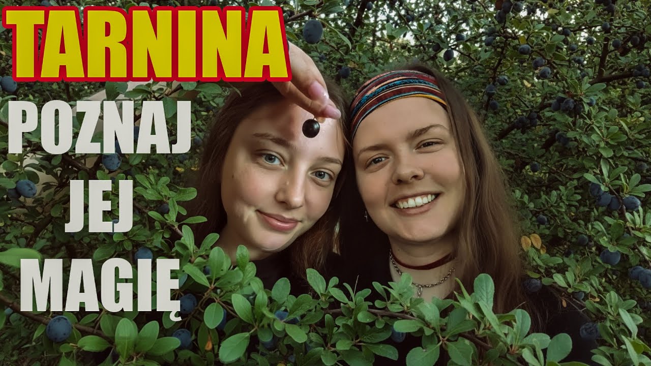 Tarnina – naturalny lek na próchnicę, pyszna nalewka, nalewka z tarniny