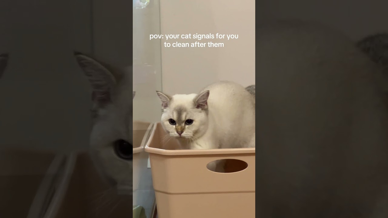 When My Cat Asks for a Poop Clean-Up: A Hilarious Request from Golden! 😹🐾 | Tiny Paw Kittens