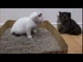 noraneko nyankichi「Kitten has a toilet training」~赤ちゃん猫のトイレ練習~