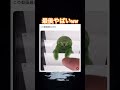 完成系やっばw #shorts#tiktok#Twitter#おもしろ#お笑い#おすすめ#猫 #組み合わせ #面白い#おもしろ動画#爆笑#バズれ