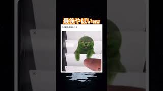 完成系やっばw #shorts#tiktok#Twitter#おもしろ#お笑い#おすすめ#猫 #組み合わせ #面白い#おもしろ動画#爆笑#バズれ｜おもしろ宝庫