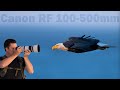 CANON RF 100-500mm Long Term Review: Is This The One Zoom To Rule Them All?