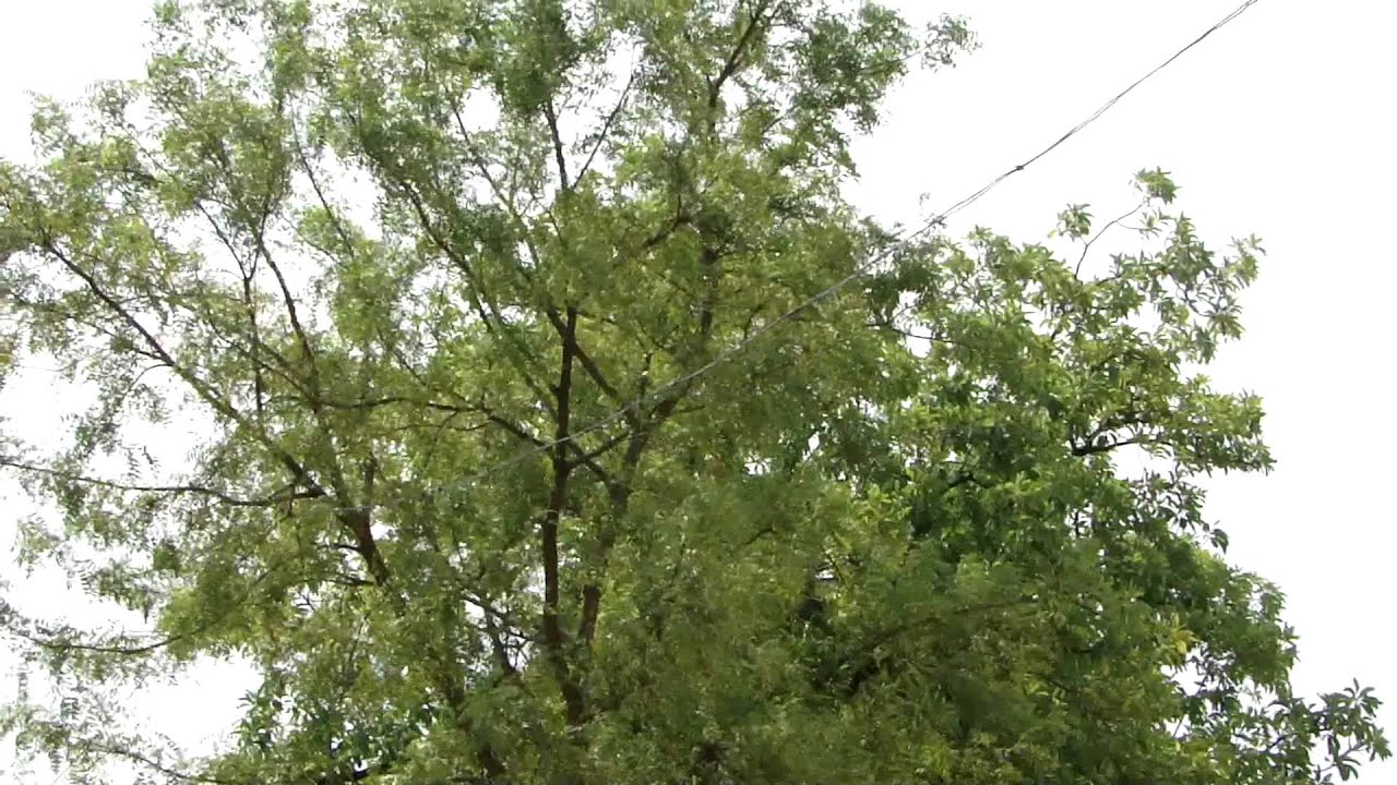 Divine Healing Herbs used for Yagyas including Soma Yagya. Part-8691 © Pankaj Oudhia