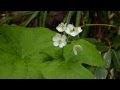 Μαγική μεταμόρφωση - Το λουλούδι που με λίγες σταγόνες βροχής γίνεται... διάφανο [εικόνες & βίντεο]