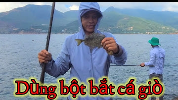 Vuongfishing86 / câu cá giò hòn nhàn _bãi xếp bằng mồi bột cùng anh,em