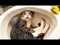 Funniest Animal - Best Of The 2022 Funny Dogs And Cats Videos #2