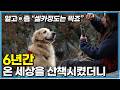행복한 개라는 건 무엇일까? 사랑하는 보호자와 세상을 무한히 산책할 수 있다면 행복한 개일까?│세상에 나쁜 개는 없다│알고e즘