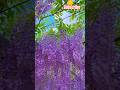 #flowers #nature #shorts #viralshorts #youtubeshorts