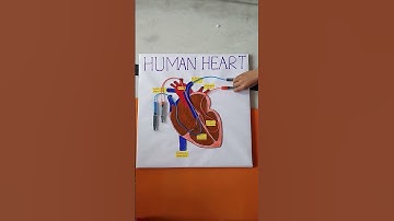 Beautiful Working Model of Human Heart ❤️ Full Video out now!!!#easy #drawing #diy #project