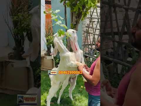 Beautiful Tarr Gulabi Hansa Bakre Kid Jodi 💫 #trending #shorts #viral #youtubeshorts