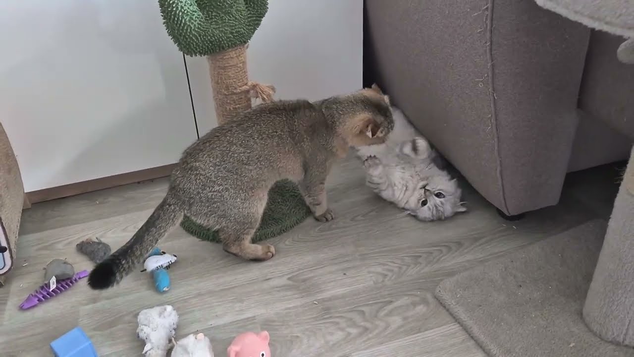 Котики пошли в разнос 😊