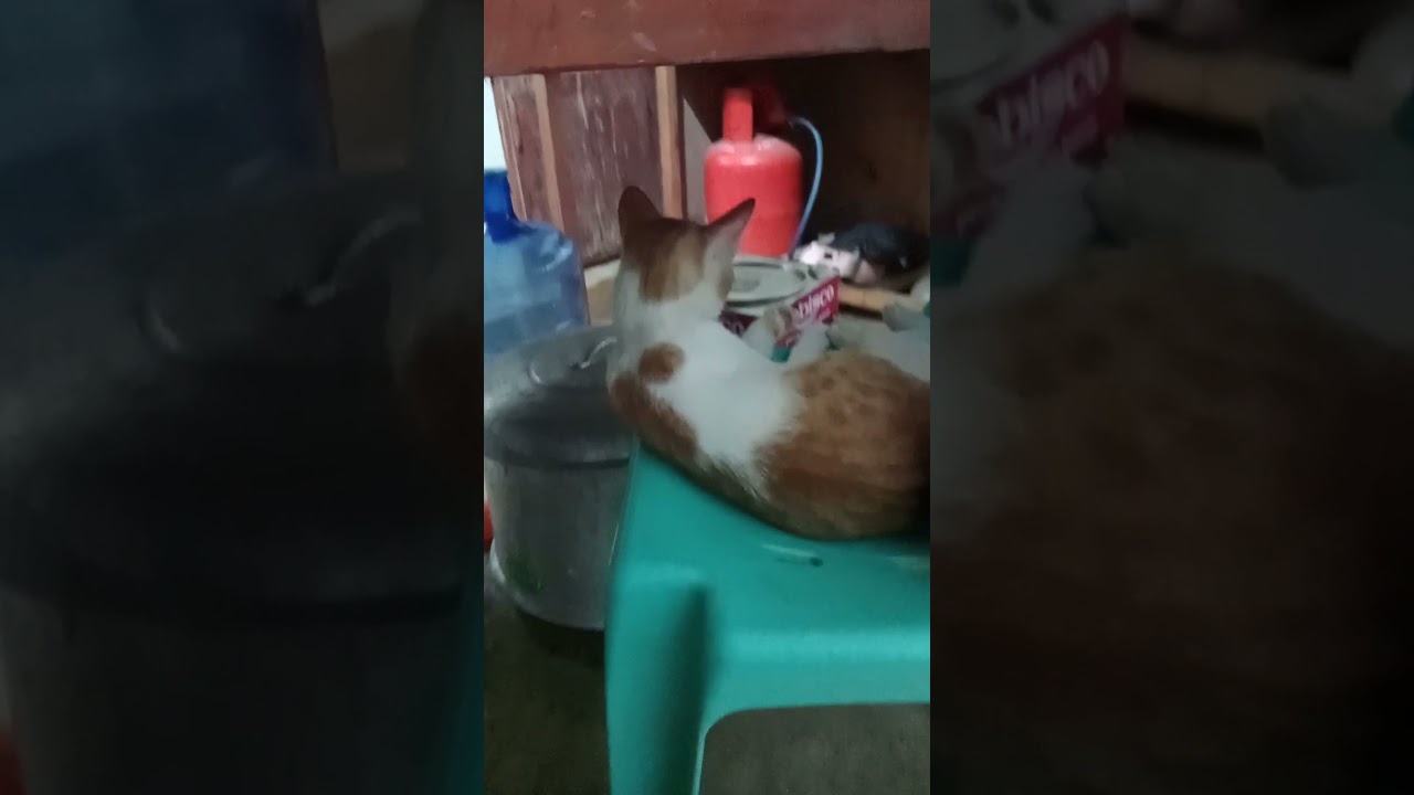 Furbaby