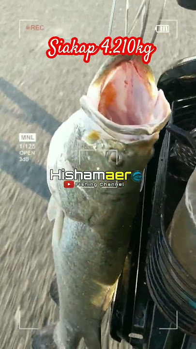💢 Salam Strike!! Lagi Raja Muara Tewas.#shorts #shortvideo #shortviral #fishing #angler #siakap