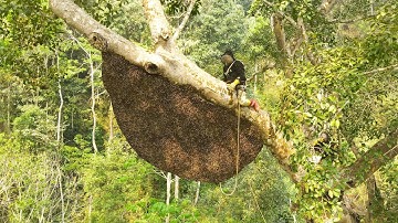 Tree Climbing Skills Without Fear of Heights Harvesting Honey From Dangerous Tall Trees